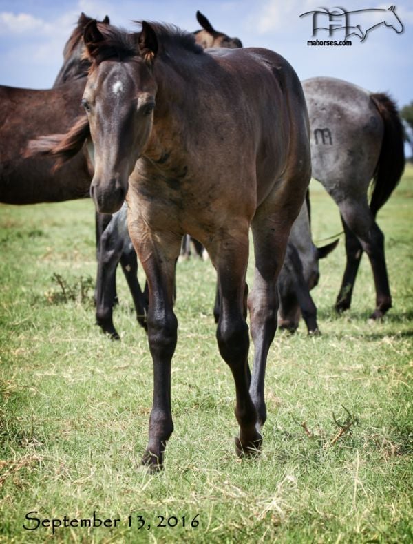 Azuls Bonita Amiga's 2016 Colt